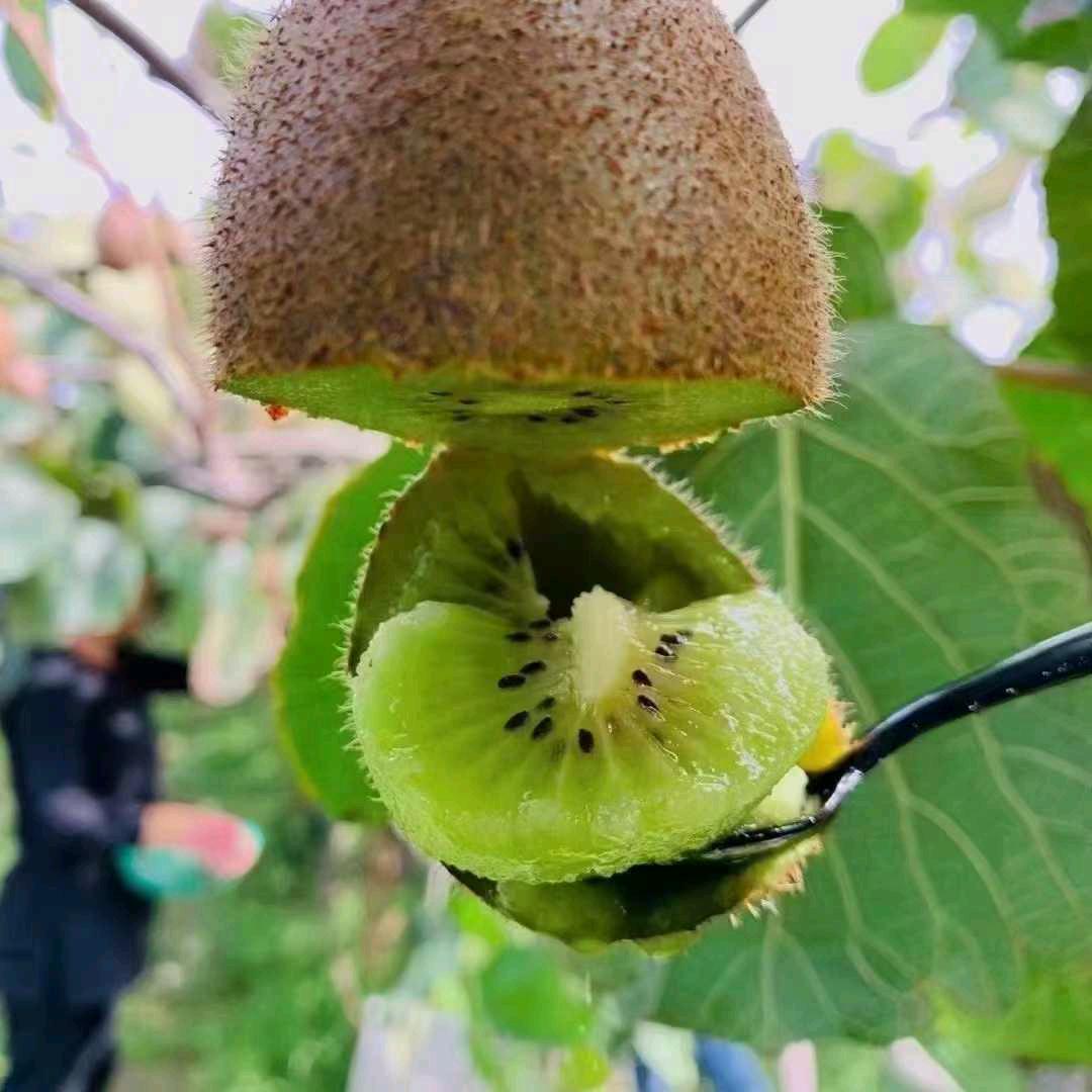 周至猕猴桃草草