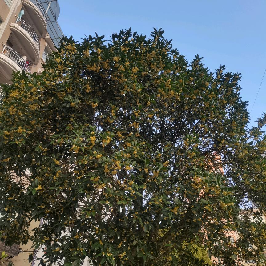 小张🍀