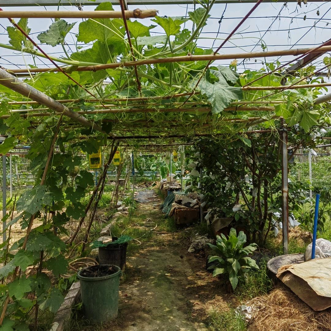 🇨🇳岭南六叶🌈