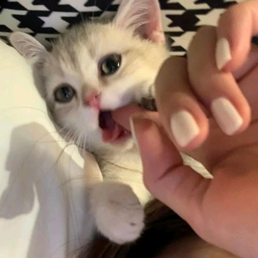 纯情大鸡爪