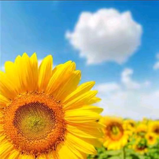 向阳花🌻