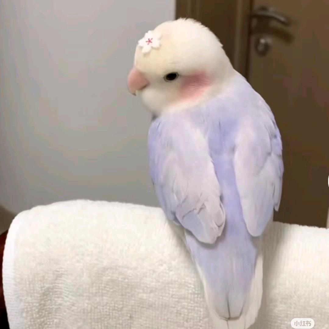 米花