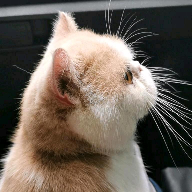 彻D疯狂🐦‍⬛