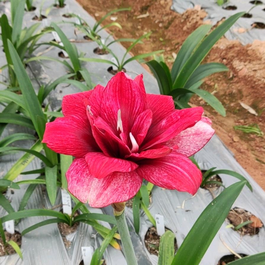青禾管家
