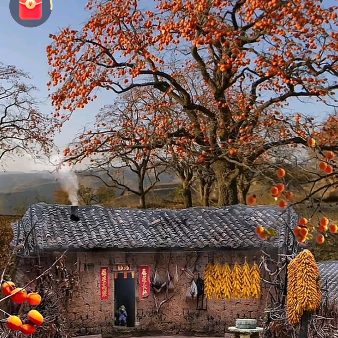 老屋后的树