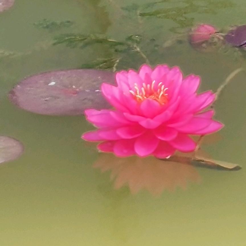 海棠依旧