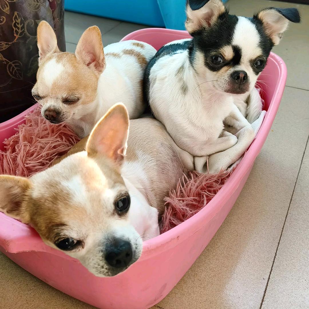 吉娃娃豆豆一家