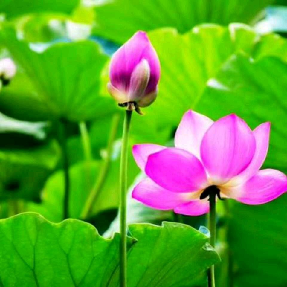 夏元芝