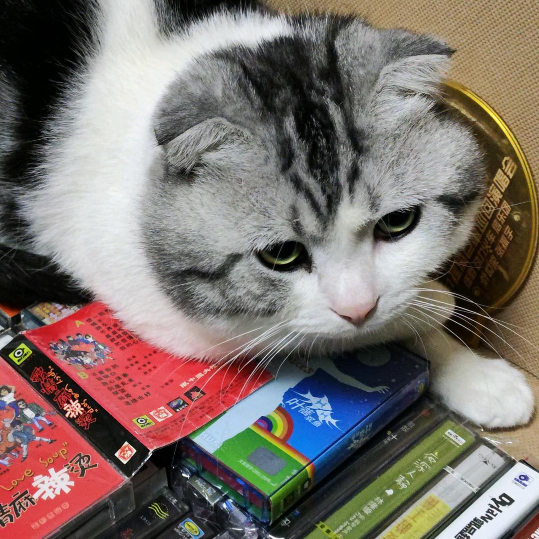 爱听磁带的猫