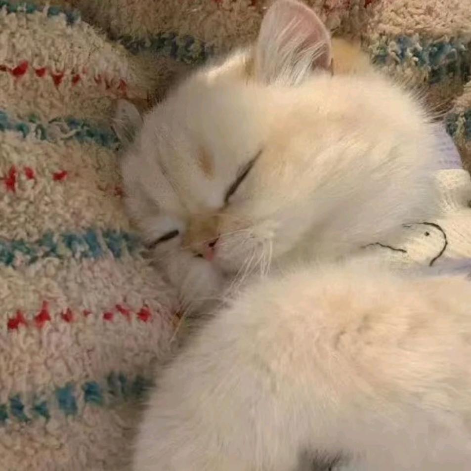我爱😴