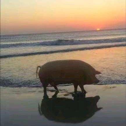百年孤独