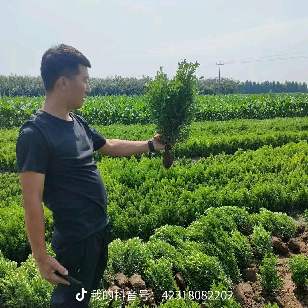保定青腾农业（小申申）