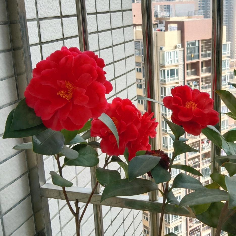 ༺ༀཉ༒诚志☞拆除小弟༃ༀ༻