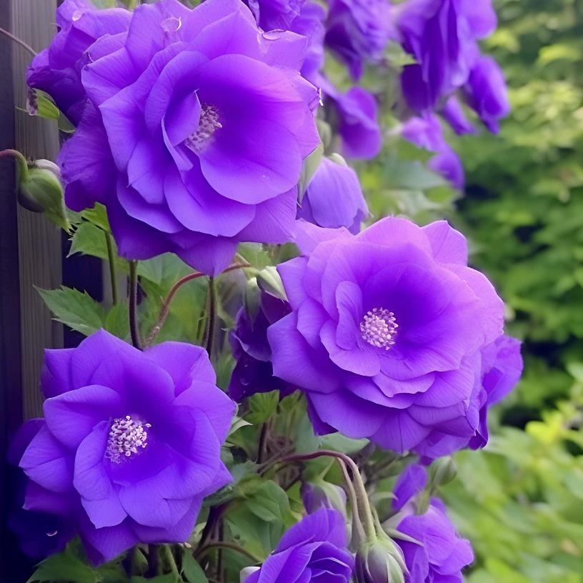 🍀花香四溢🍀