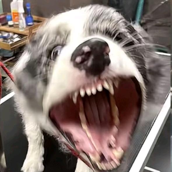 棒槌