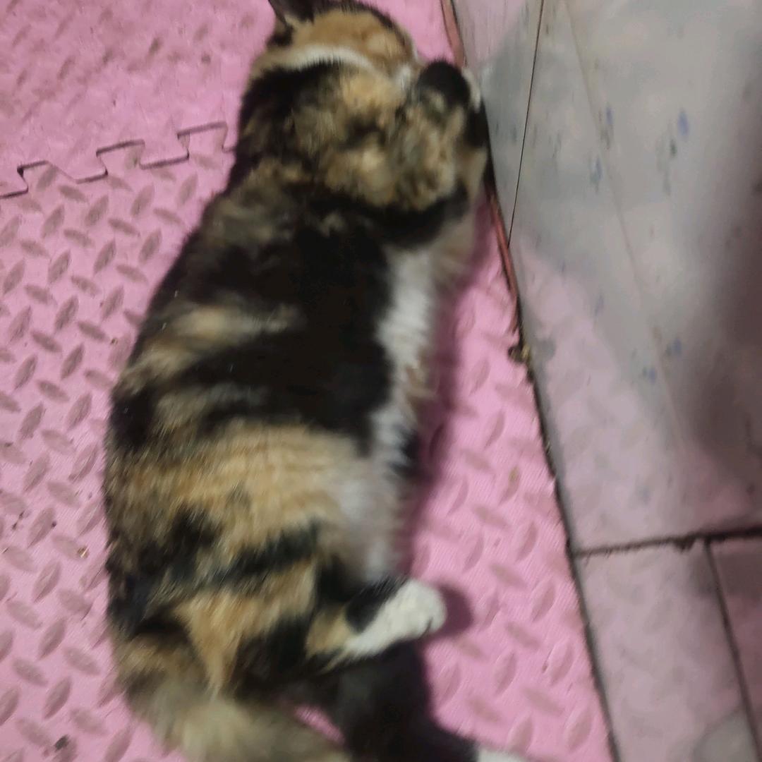小猫你可以吃芝士汉堡