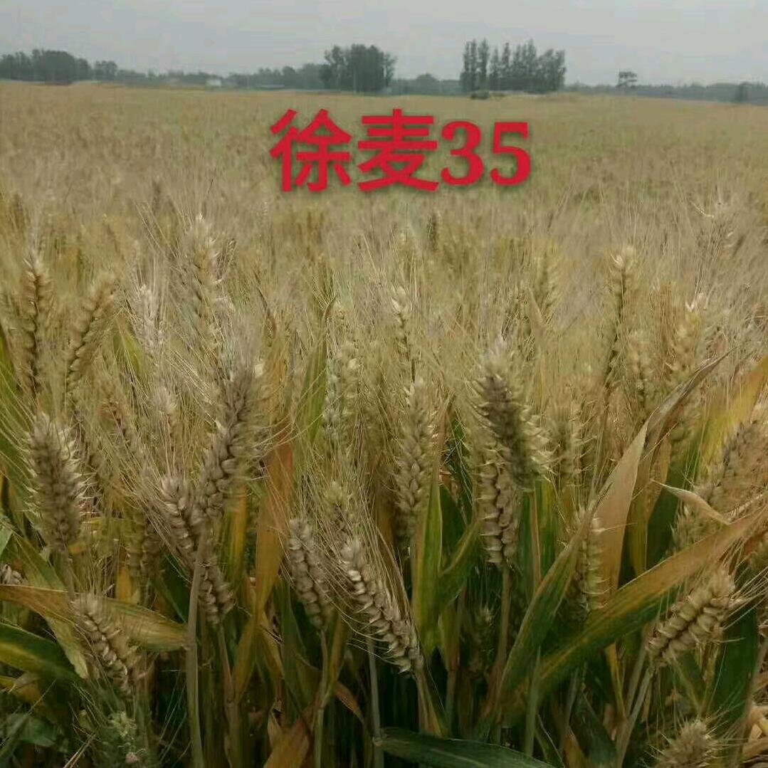 天秤良种推广