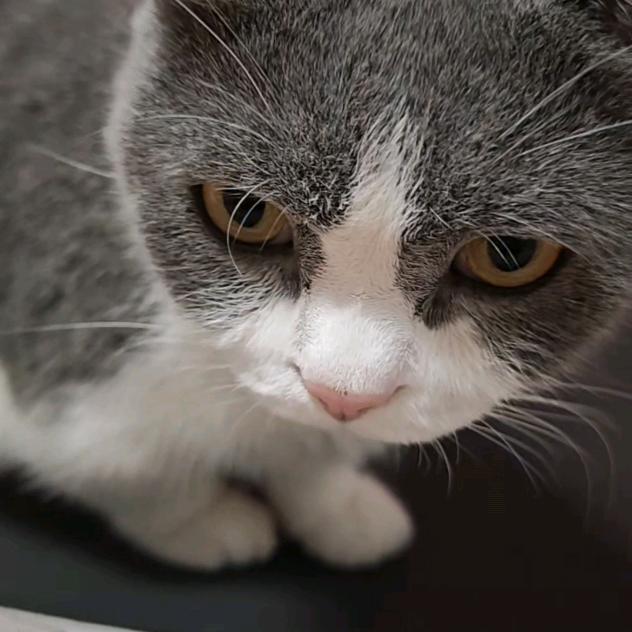 总裁是只猫