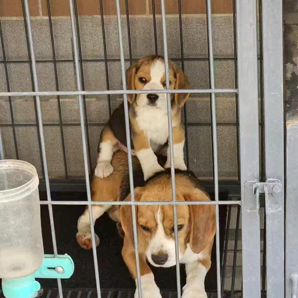 朋客赛级比格犬