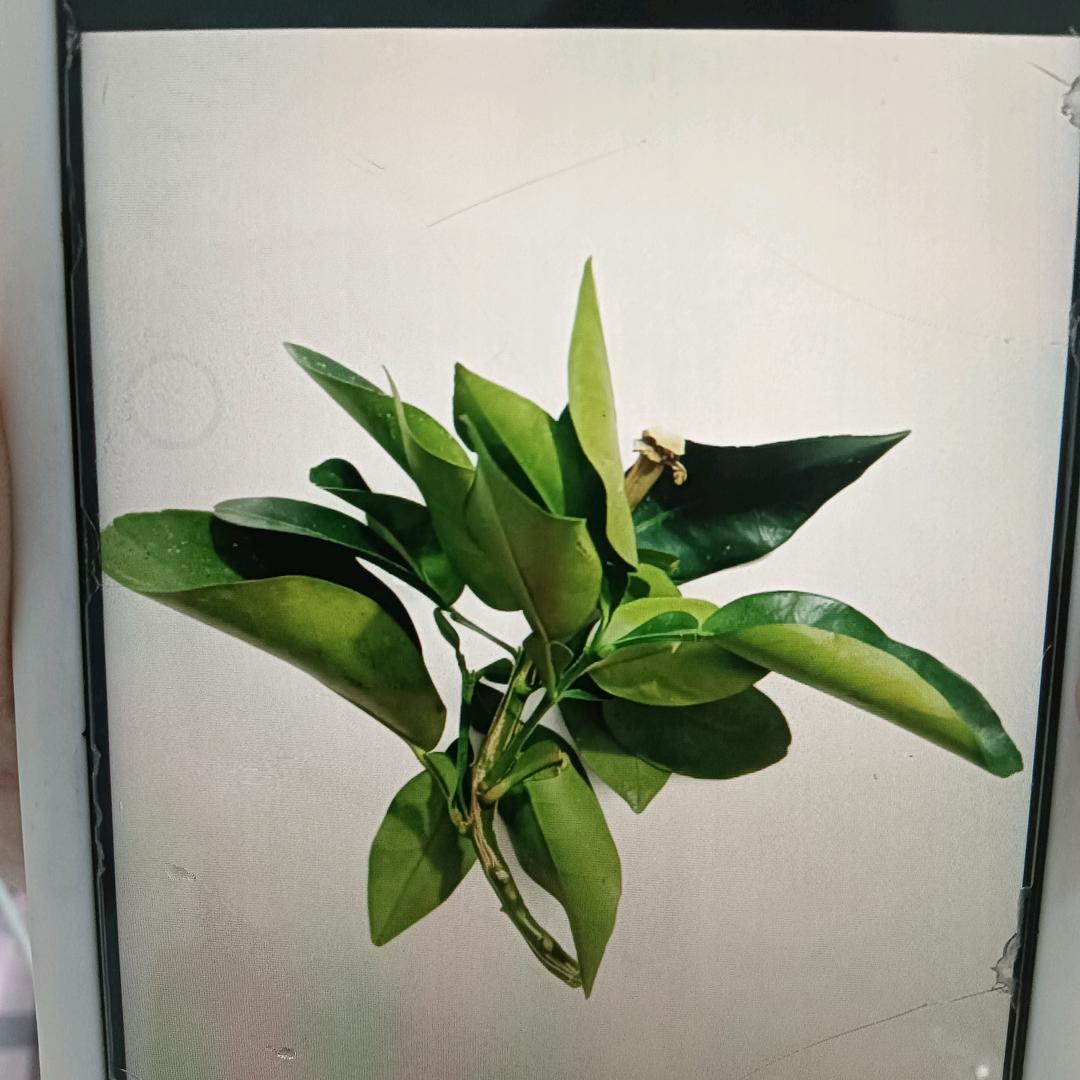 我是你永远得不到的女人