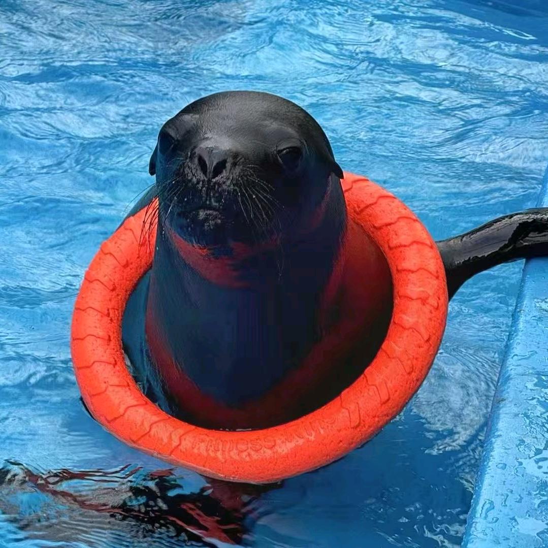可可日常