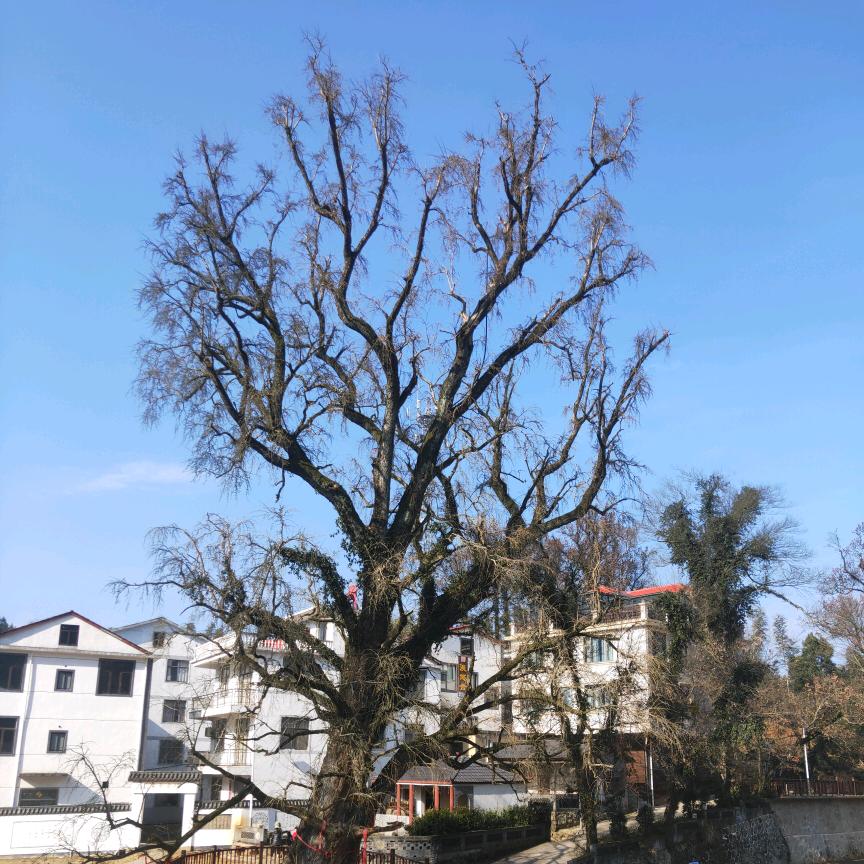 中华本草堂（中医药）