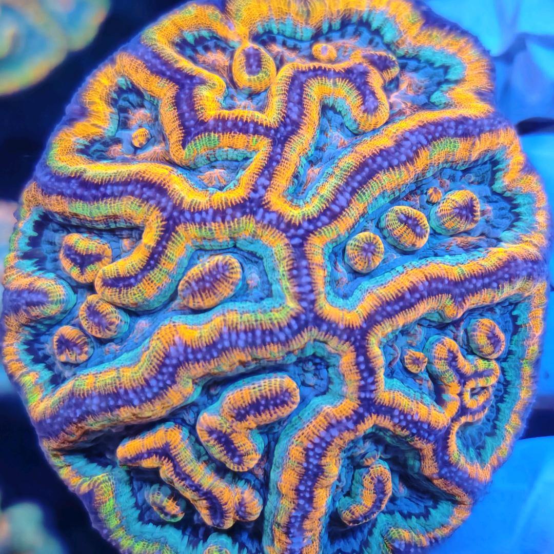 做鱼超好的钓鱼佬