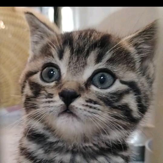 萌小爱
