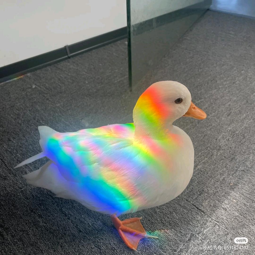 林安