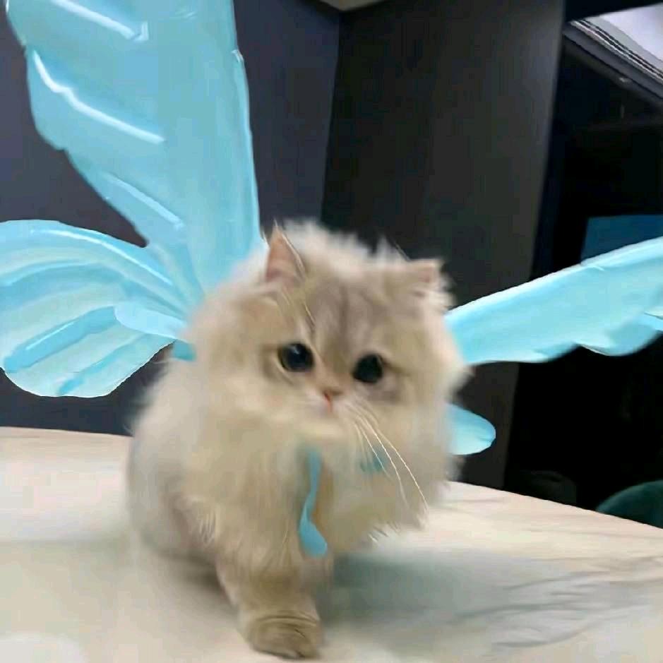 💠Duktig.（G.E.M.）