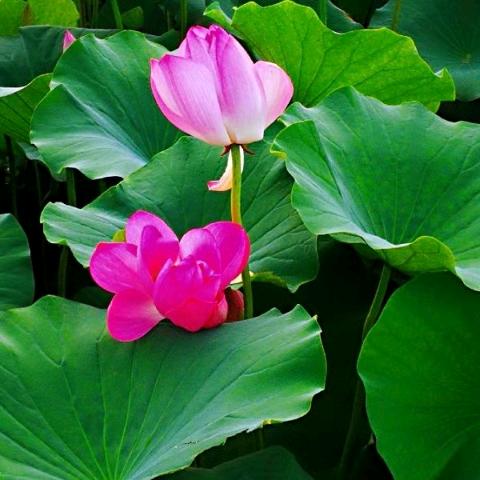 大荣