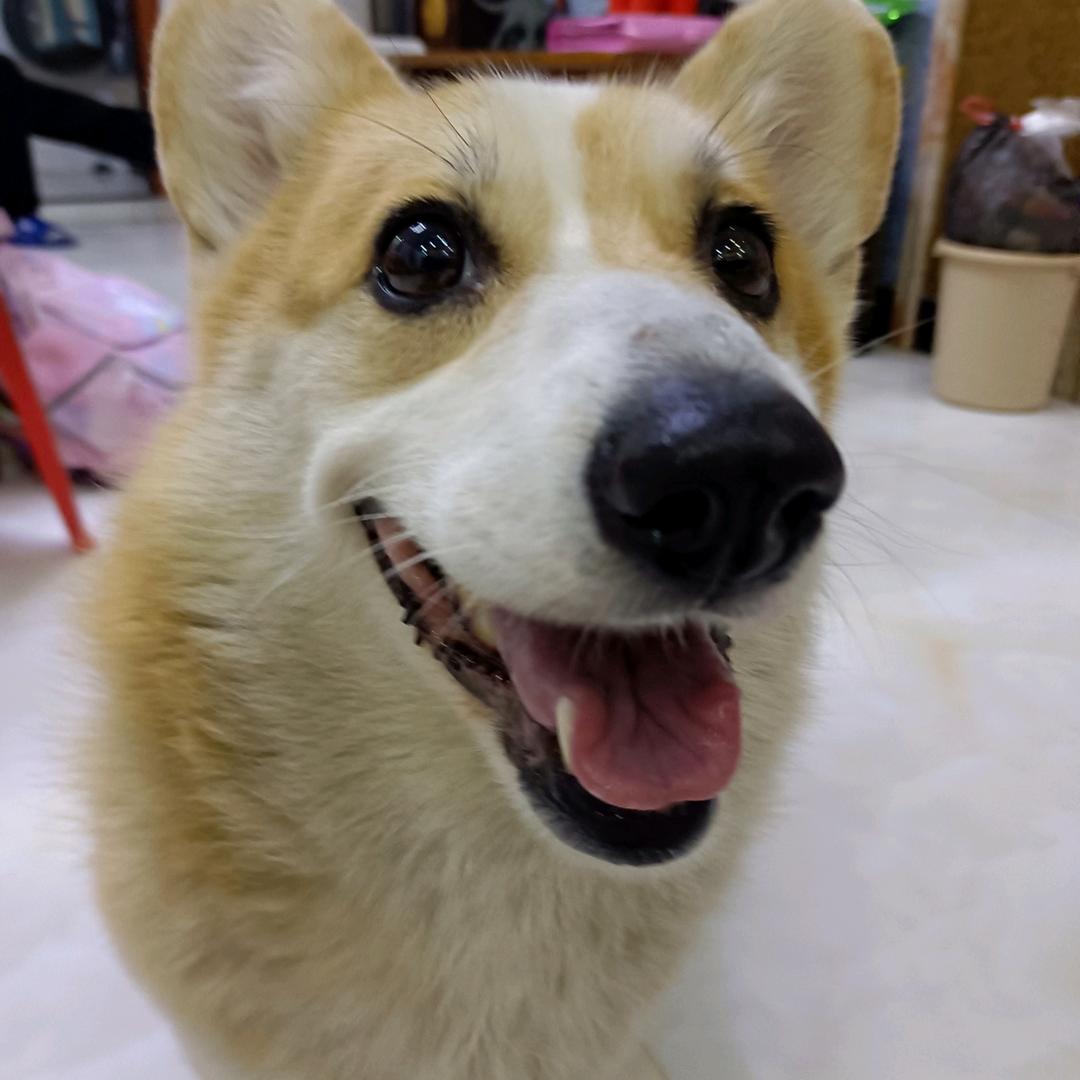 土豆糕点头像