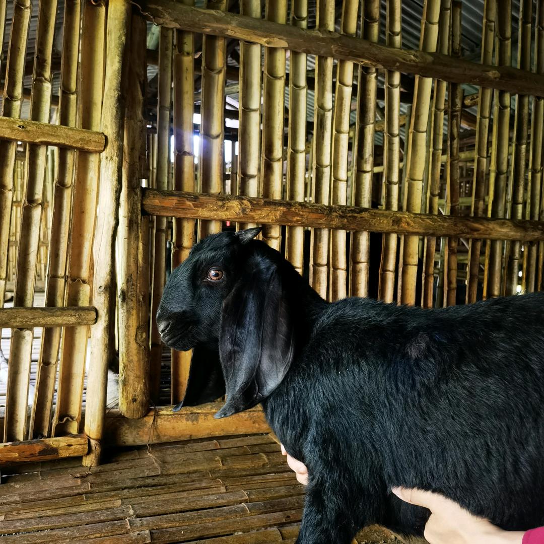 沐川黄丹黑山羊