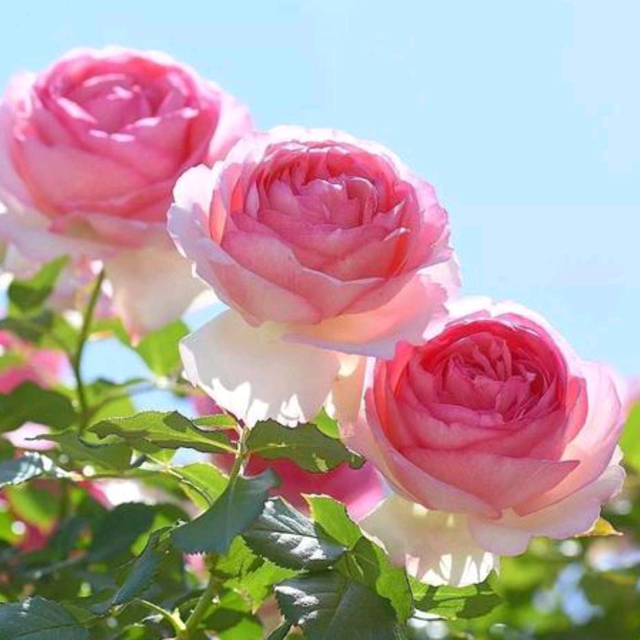 🌈AAA石材批发豆哥🌈