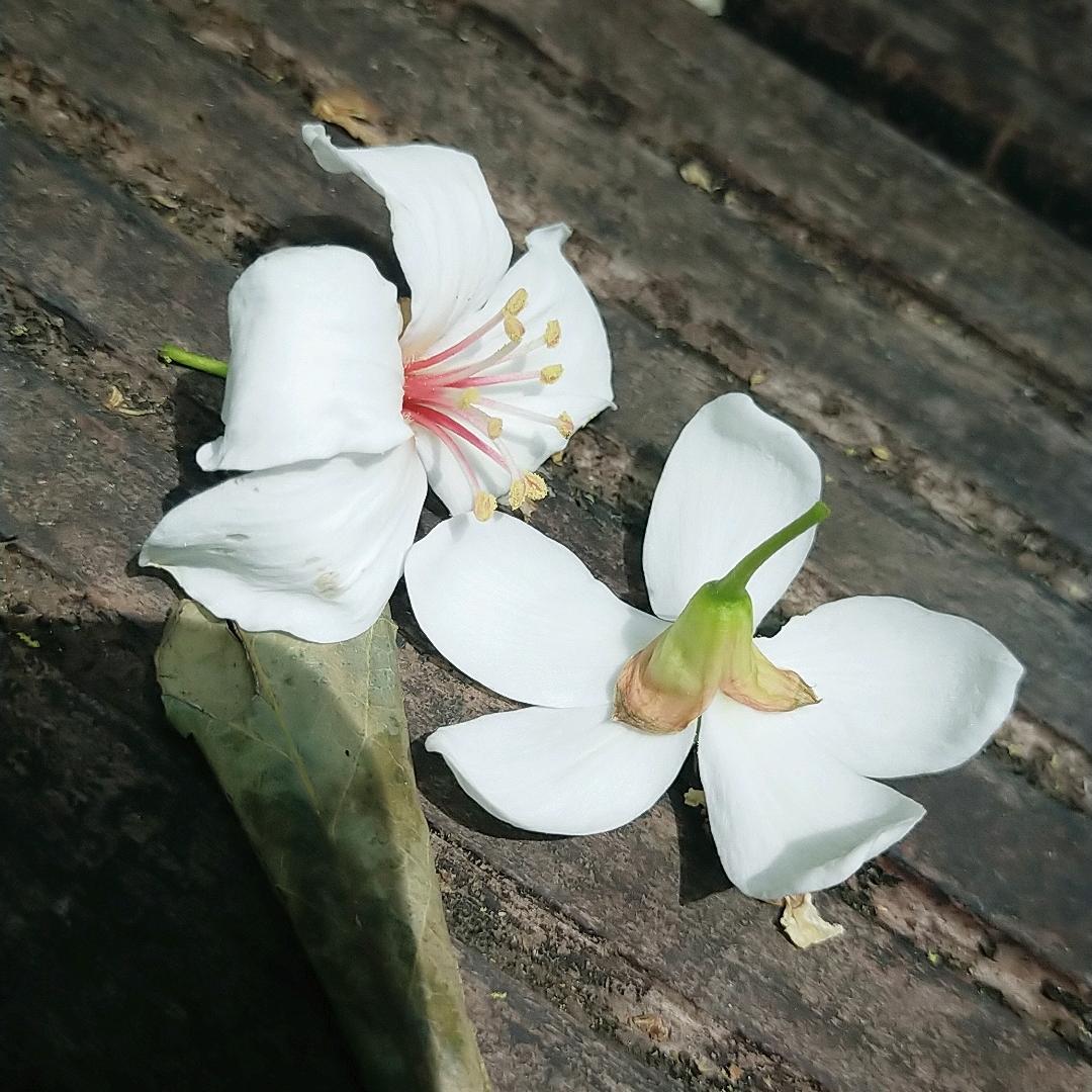 小枫叶