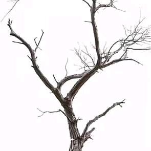 81102287646