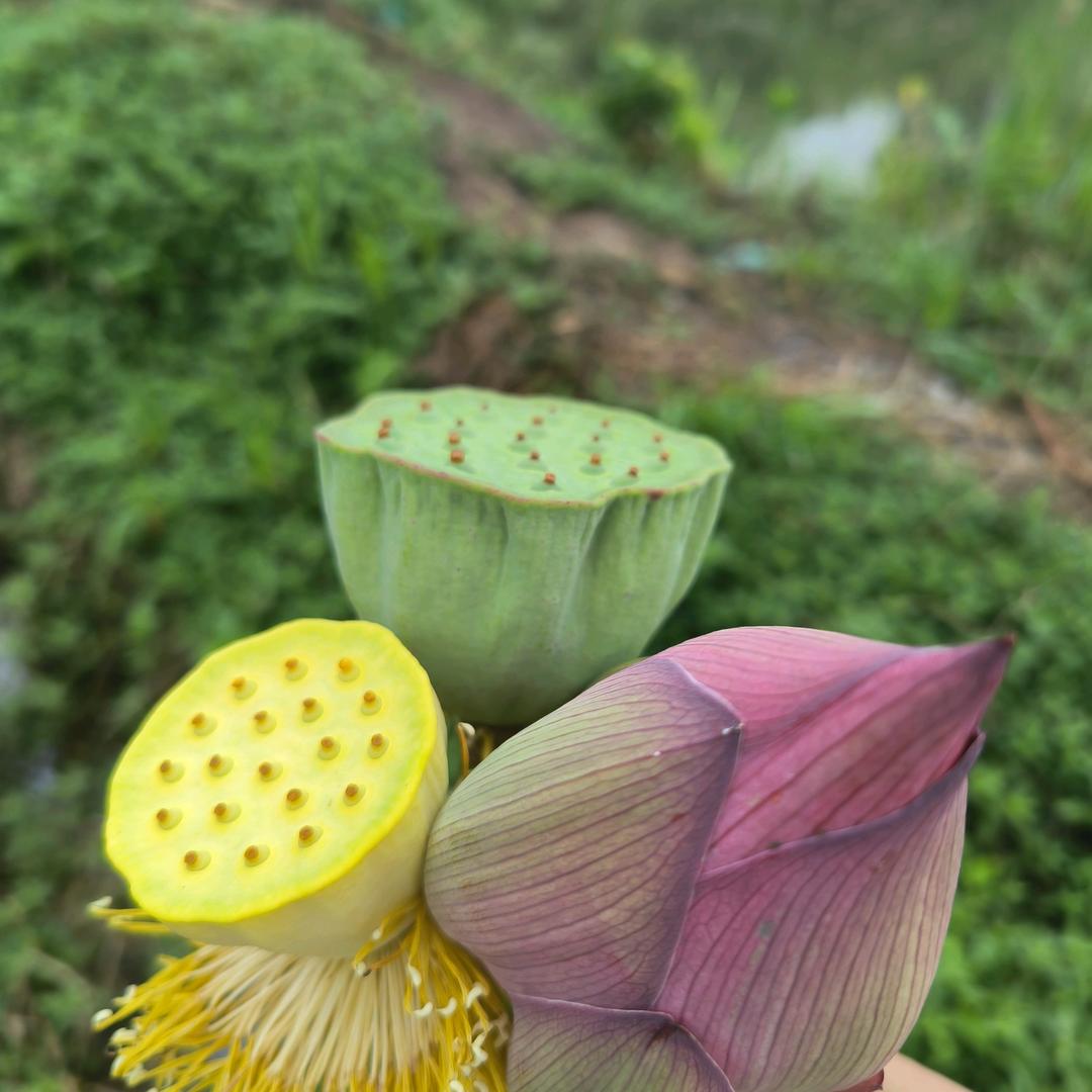 王大姐