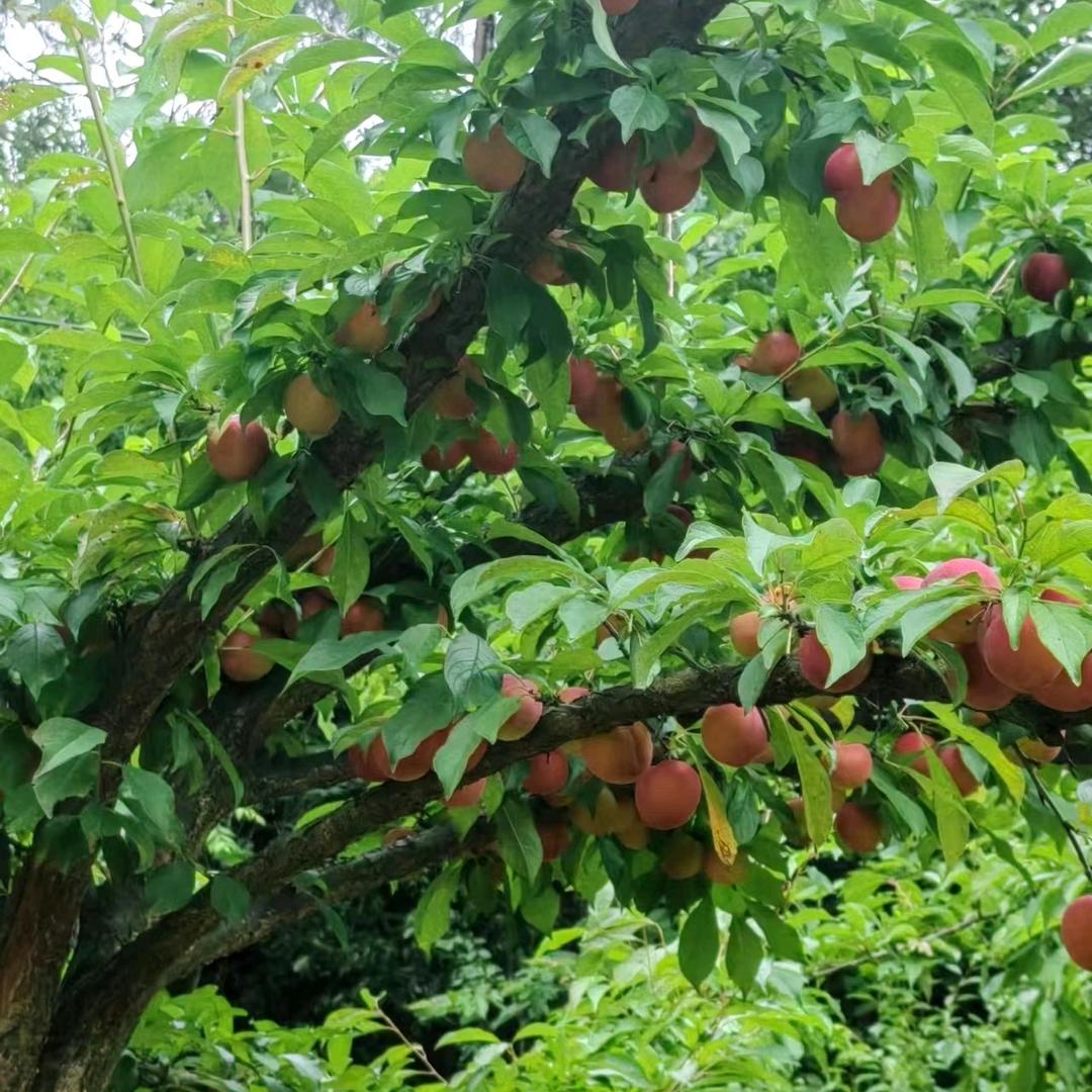 风雨兼程