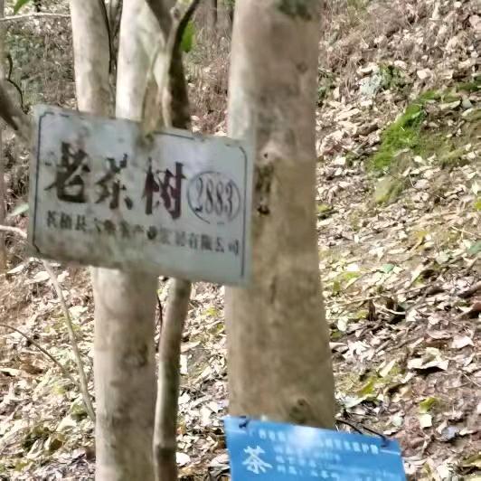 六堡茶仓