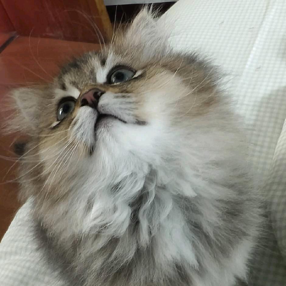 一般路过核桃鹿