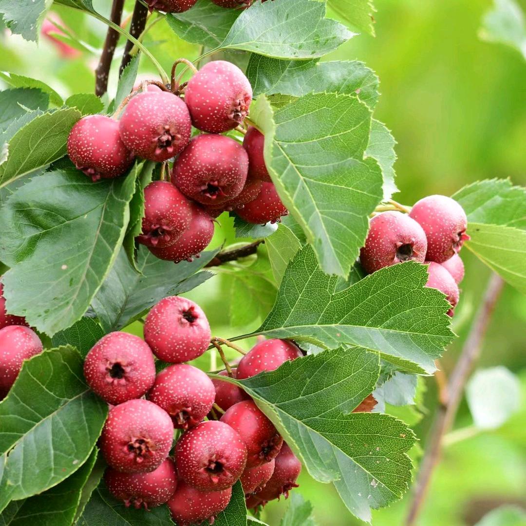Crataegus