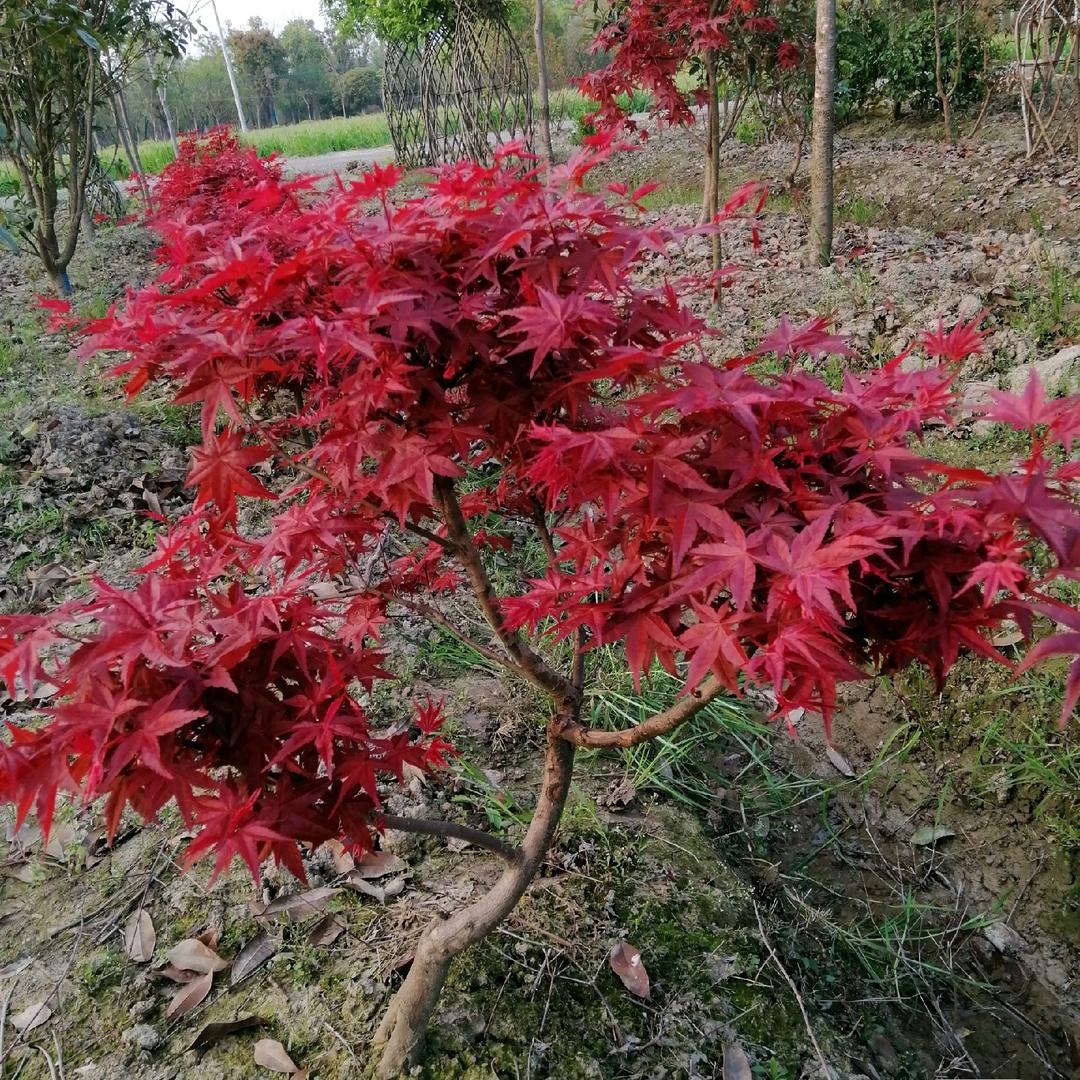 花语优选坊