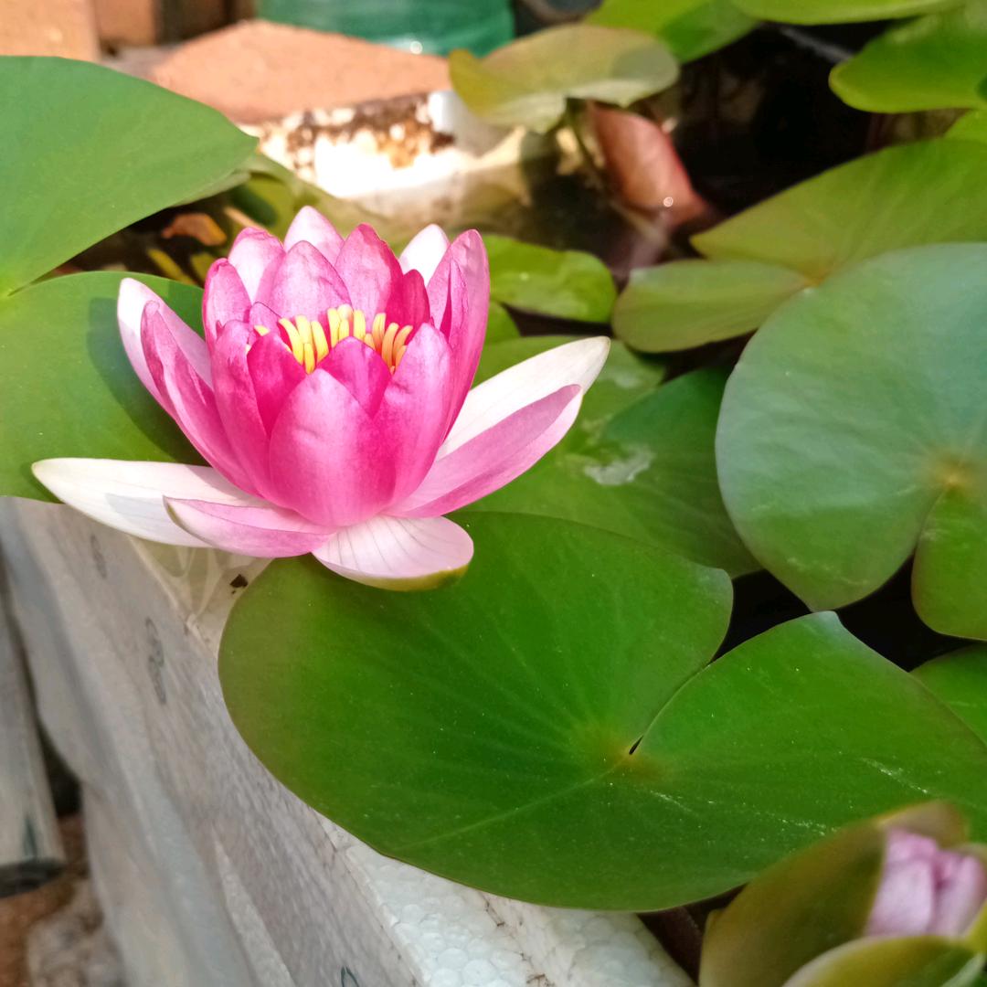 夕阳红₍˄·͈༝·͈˄*₎◞ ̑̑