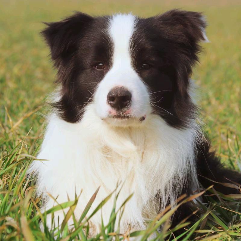怡家犬舍