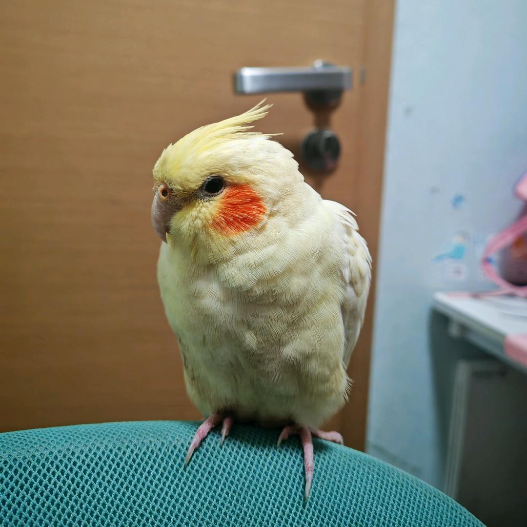 蜡头