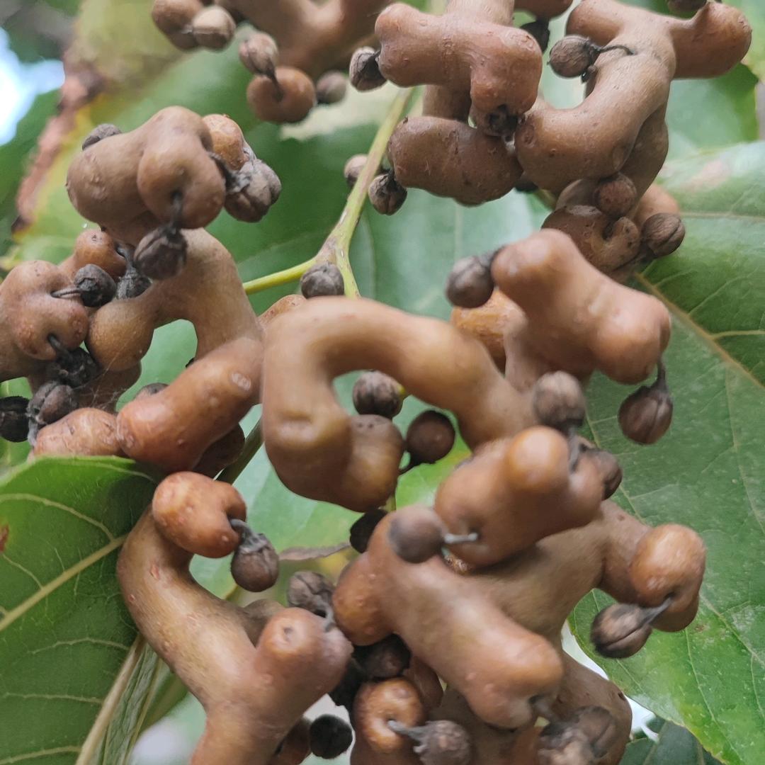 三古果蔬甄选店