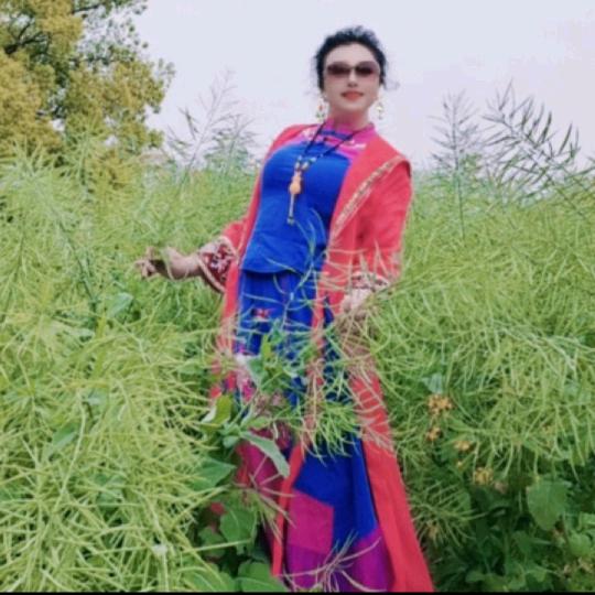 美丽的红玫瑰