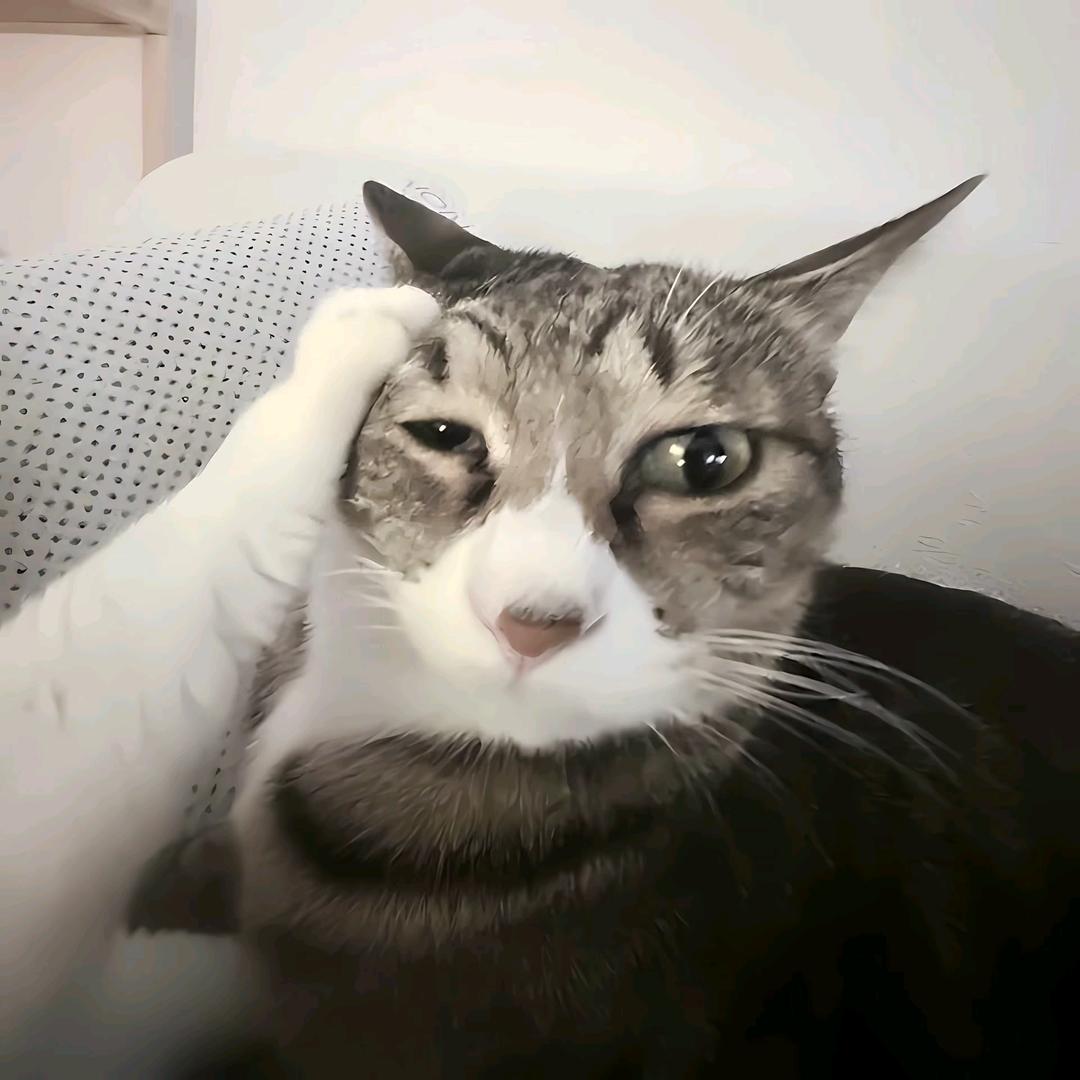 熊猫🐼