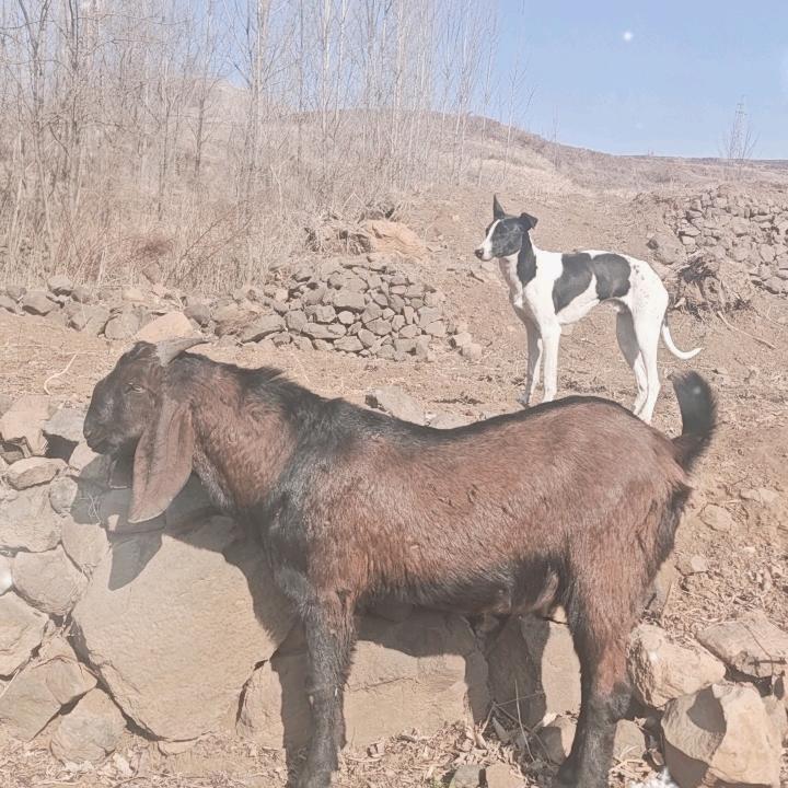 放羊倌