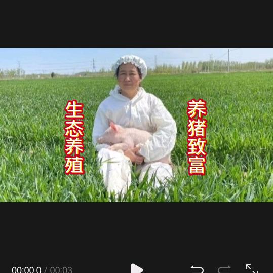 养猪二十年珍姐